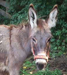 Esel Theodora Esel Theodora