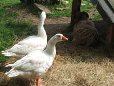 Unsere Gänse Unsere Gänse