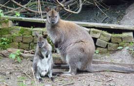 Unser K&auml;nguru mit Nachwuchs