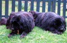 Lucy und Pippilotta Unsere Neufundländer