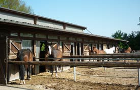 Unsere Pensionspferdeboxen mit Paddock