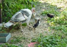 Pute mit Hühnerküken Pute mit Hühnerküken