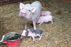 Schweinchen Schweinchen