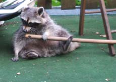 Waschbär Simera Waschbär Simera