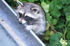 Waschbär Simera Waschbär Simera