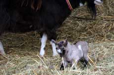 Ziegenböckchen Ziegenböckchen